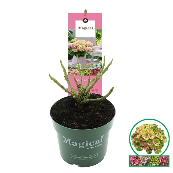 <h4>Hydrangea macr. Magical® 'Jewel'® Roze C2 (17cm.)</h4>