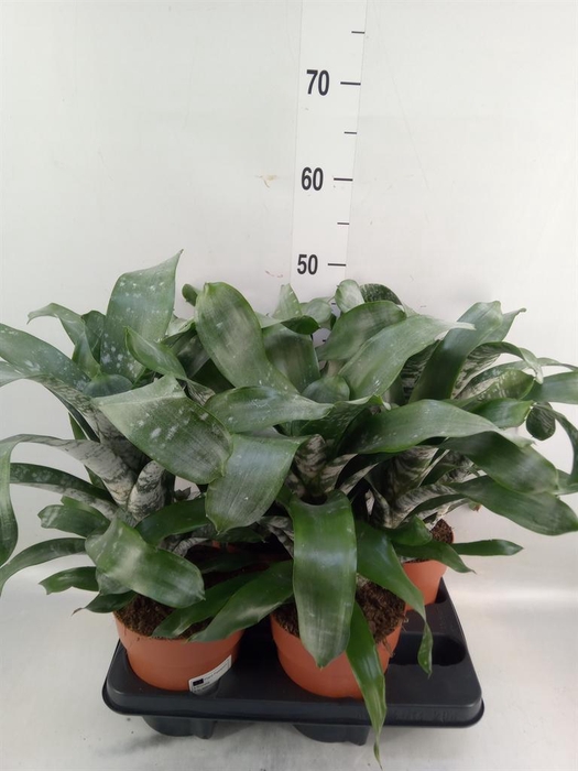 <h4>Bromelia   ...</h4>