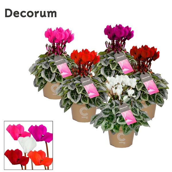 <h4>Cyclamen SS Picasso Selections Decorum</h4>