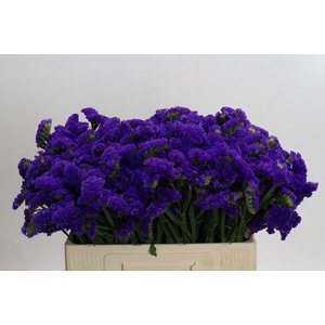 Limonium Marina Violet