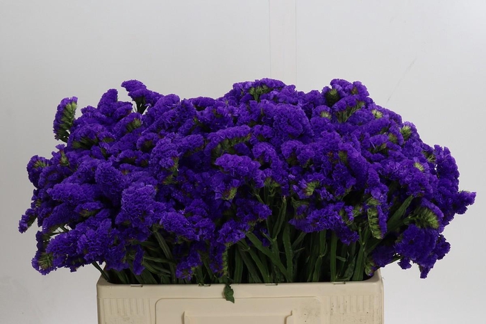 <h4>Limonium sinuatum Marina Violet</h4>