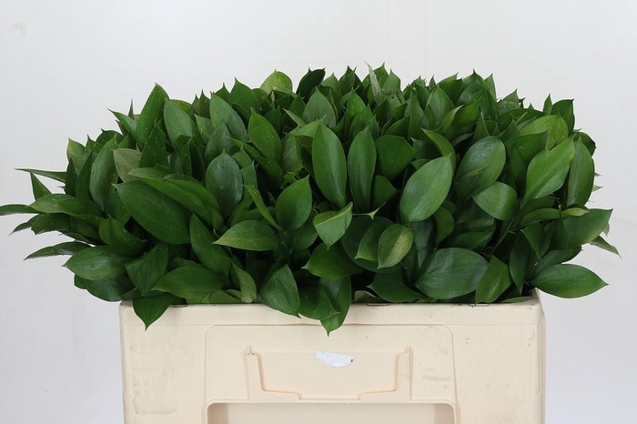 <h4>Ruscus Hypophyllum</h4>