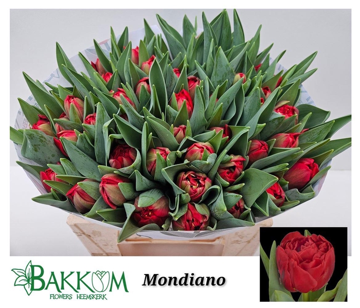 <h4>Tu Du Mondiano</h4>