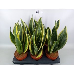 Sansevieria trifa. 'Futura Superba'