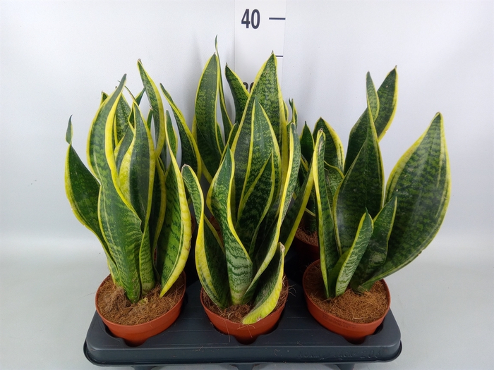 <h4>Sansevieria trifa. 'Futura Superba'</h4>
