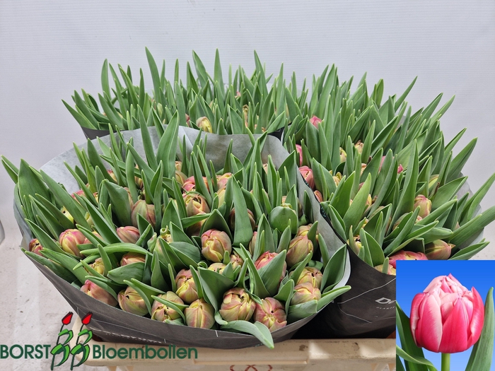 <h4>TU DU COLUMBUS</h4>