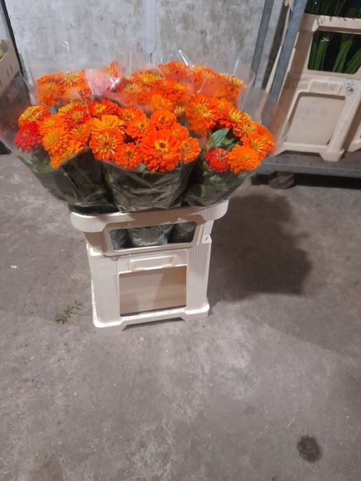 <h4>ZINNIA ELEGANS</h4>