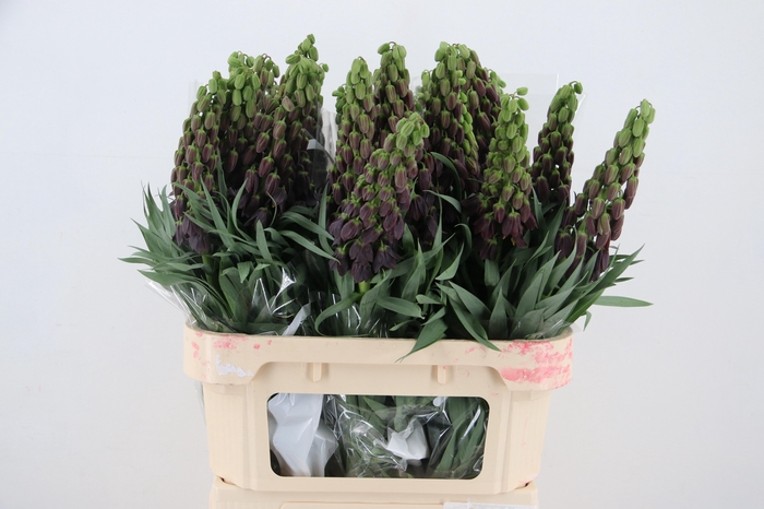 <h4>FRIT PERSICA</h4>