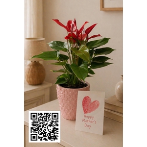 Mimesis Anthurium KARMA Banderola Lava 12cm - Verona