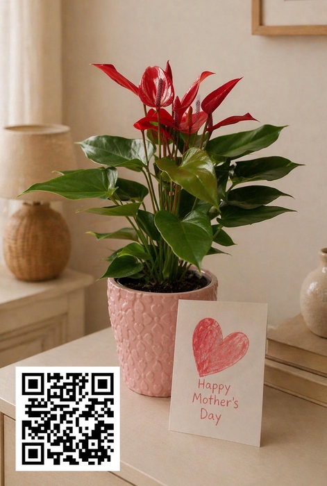 <h4>Mimesis Anthurium KARMA Banderola Lava 12cm - Verona</h4>