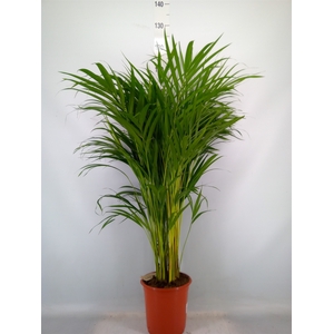 Dypsis lutescens   ...Chrysalidoca