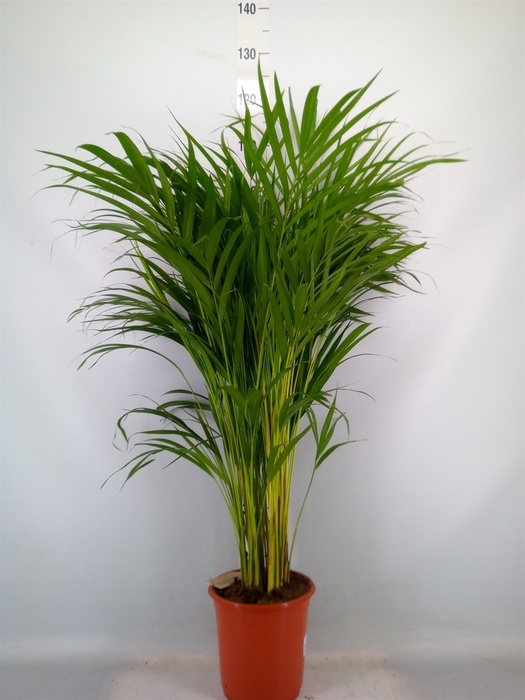<h4>Dypsis lutescens   ...Chrysalidoca</h4>