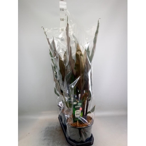 Alocasia lauterbachiana