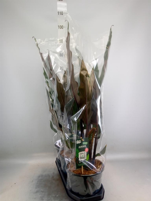 <h4>Alocasia lauterbachiana</h4>