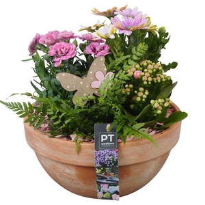 PTPP6926 Arrangement Patio in terracotta schaal