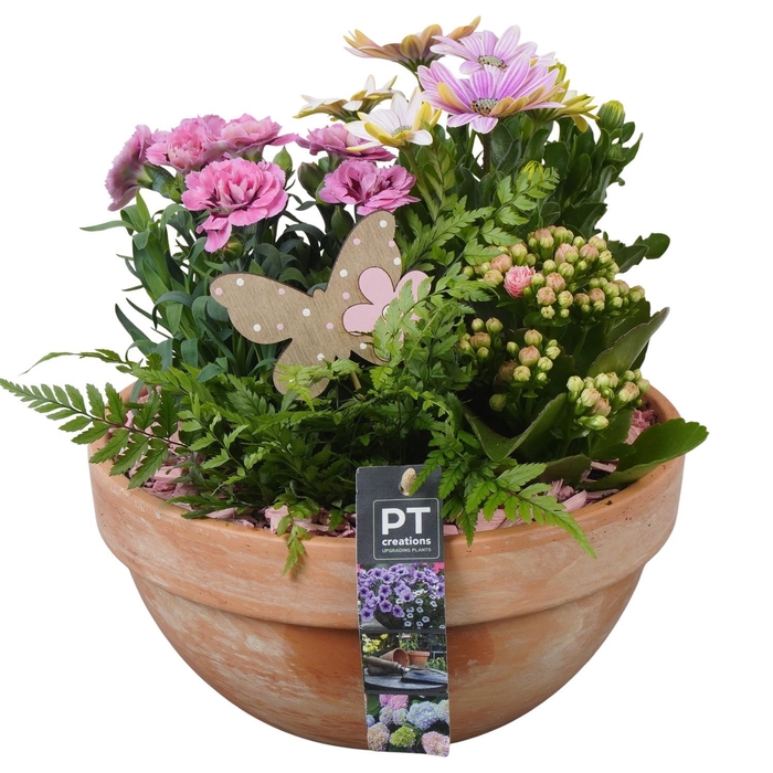 <h4>PTPP6926 Arrangement Patio in terracotta schaal</h4>