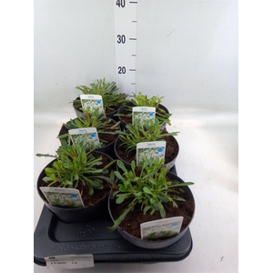 Gaura lindheimeri 'Belleza White'