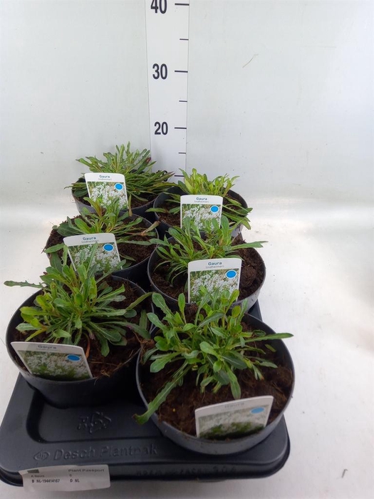 <h4>Gaura lindheimeri 'Belleza White'</h4>