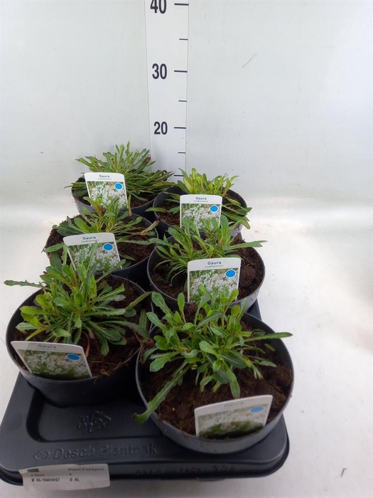 <h4>Gaura lindheimeri 'Belleza White'</h4>