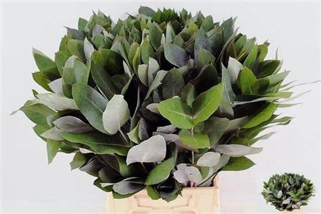 <h4>EUCA ROBUSTA JUV</h4>