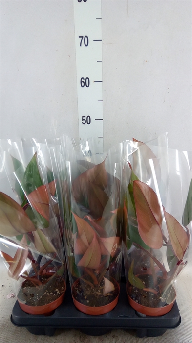 <h4>Philodendron   ...</h4>