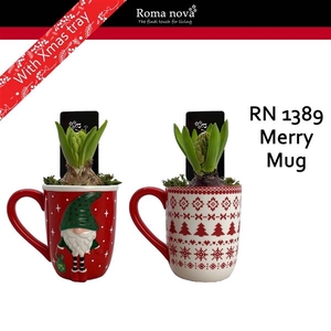 Arrangementen Hyacinthus 6%