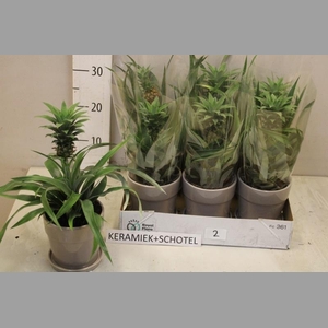 ANANAS CHAMPACA