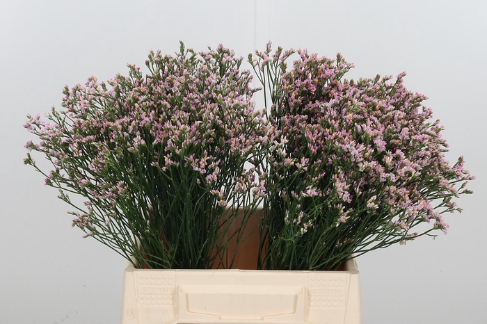 <h4>Lim Sin Blush Dia</h4>