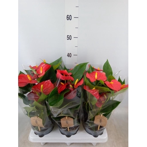 Anthurium andr. 'Esudo'
