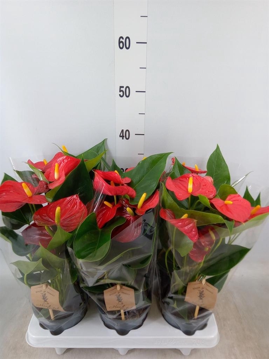 <h4>Anthurium andr. 'Esudo'</h4>