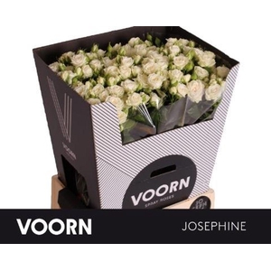 Rosa TR 'Josephine' VOORN