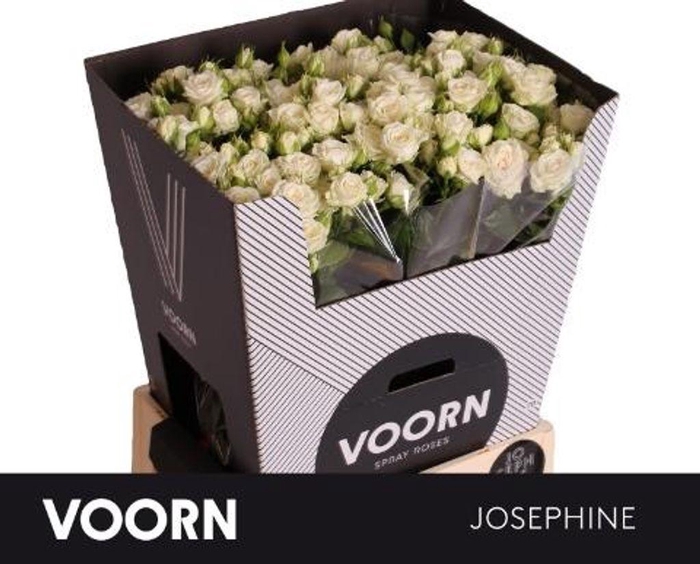 <h4>Rosa TR 'Josephine' VOORN</h4>