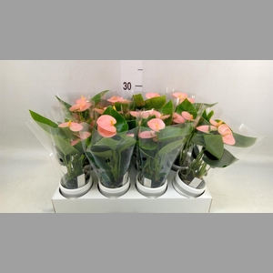 Anthurium andr. 'Spirit'