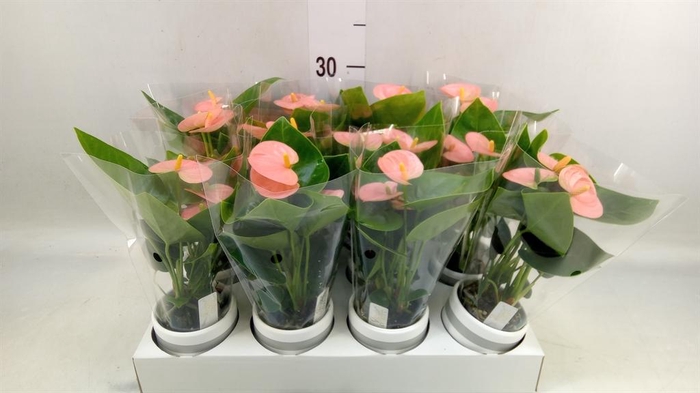 <h4>Anthurium andr. 'Spirit'</h4>