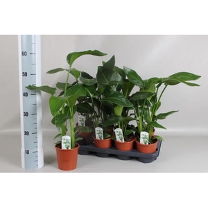 STRELITZIA NICOLAI