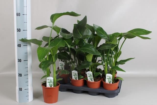 <h4>STRELITZIA NICOLAI</h4>