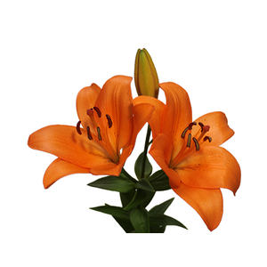 LIRIO SUNDERLAND 070 CM HT 3/5 FLS