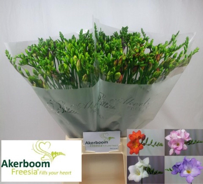 <h4>Freesia enk Mix</h4>