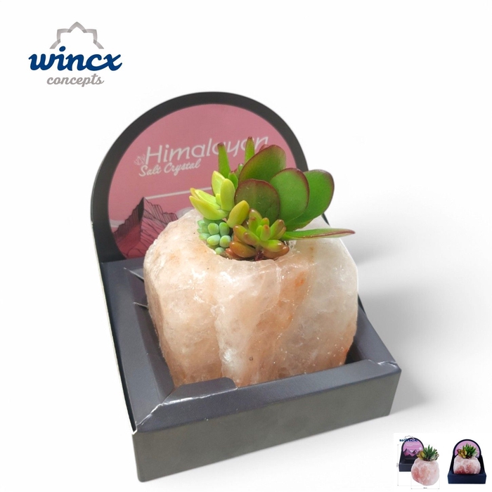 <h4>ARR SUCCULENTEN</h4>