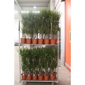 Dra Marginata 60-30-15 Cm