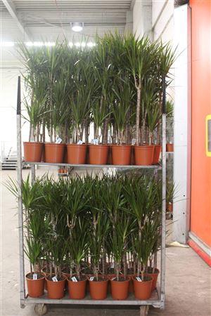 <h4>Dra Marginata 60-30-15 Cm</h4>