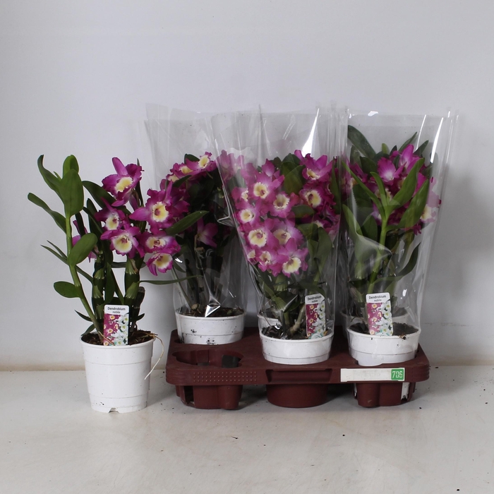 <h4>DEND NOBILE</h4>