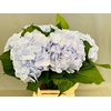 Hydrangea IT Verena (Light Blue)