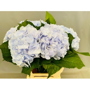 Hydrangea Macrophylla Verena (Blue)