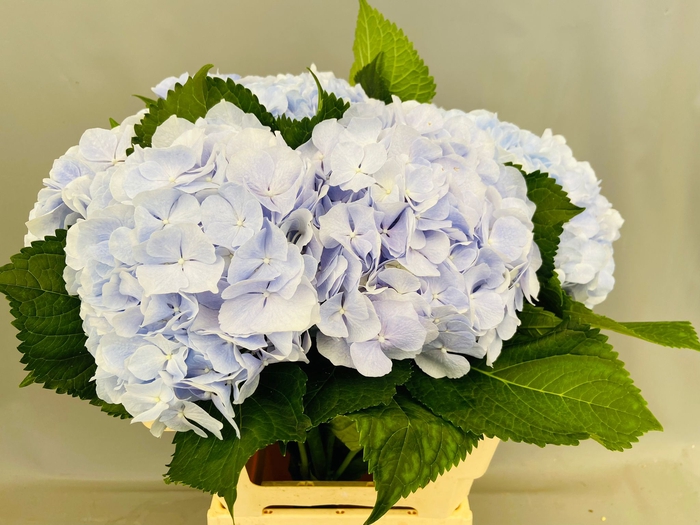 <h4>Hydrangea Macrophylla Verena (Blue)</h4>