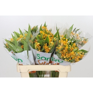 Asclepias Tuberosa Silky Gold