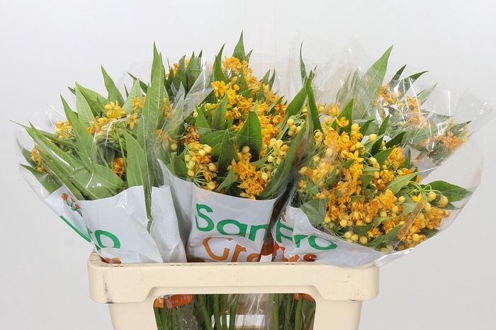 <h4>Asclepias Tuberosa Silky Gold</h4>