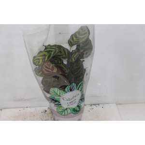 CALATHEA MAKOYAMA P17
