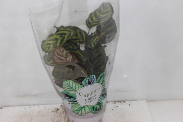 <h4>CALATHEA MAKOYAMA P17</h4>