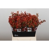 Rozenbottel Autumn Rosefruits